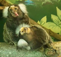 Common Marmosets,  Lolly and Tootsie200.jpg